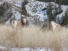 Big horn Sheep